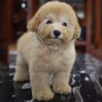 Poodle vàng mơ nhỏ với sắc lông sáng