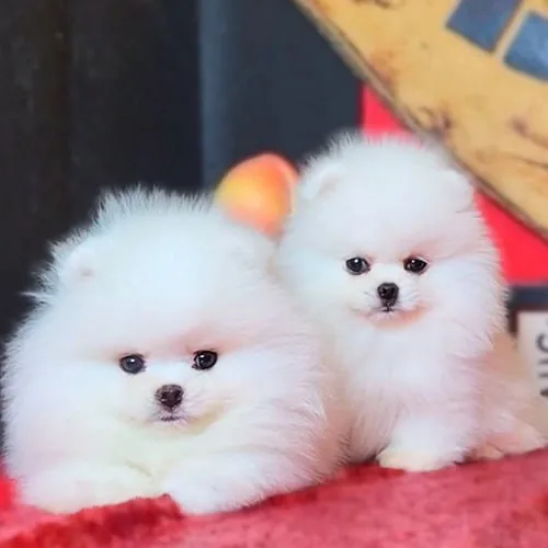 Hai chó Phốc Sóc trắng lông bông tại Chạm Pets