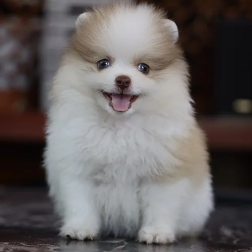 Bé chó Phốc Sóc parti trắng kem tại Chạm Pets