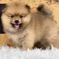 Aacai - Chó Phốc sóc vàng đực, 2 tháng