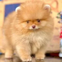 Aaceo - Chó Phốc sóc mini vàng cam, 2 tháng
