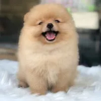 Dizzo