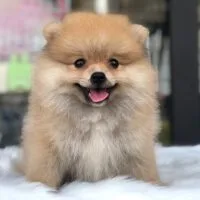 Cumi