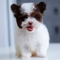 Poodle Parti bò sữa với nền trắng và mảng nâu