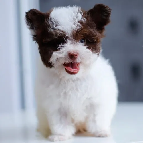 Chó Poodle bò sữa nâu đứng nhìn chính diện