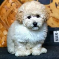 Poodle kem đứng nghiêng với thân rất sáng và tai ấm hơn