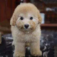 Poodle vàng mơ đứng chính diện với bộ lông được chải gọn