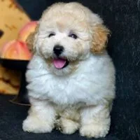Poodle kem nhỏ đứng toàn thân