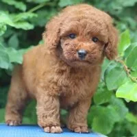 Poodle nâu nhỏ đứng trên bề mặt phẳng