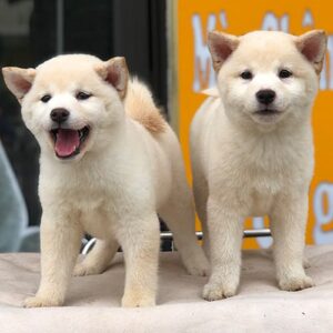 Yukiko & Mochiko
