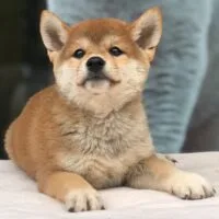 Hana - Chó Shiba Inu vàng, 2 tháng