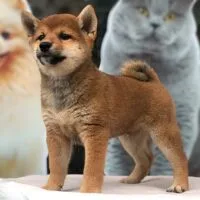 Daigo - Chó Shiba Inu vàng đậm, 2 tháng tuổi