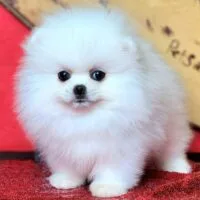 Aabie - Chó Pom mini trắng cái, 2 tháng