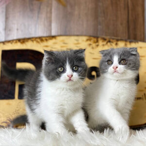 Rory & Freya