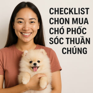 Cô gái Việt Nam mỉm cười bế chó Phốc Sóc con lông trắng bông xù, lè lưỡi dễ thương – minh họa checklist chọn mua Pom thuần chủng.