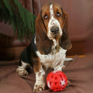 Mortimer