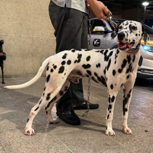 Pongo