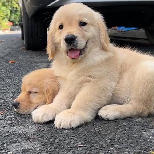 Fenton và Harroth - Ảnh 3