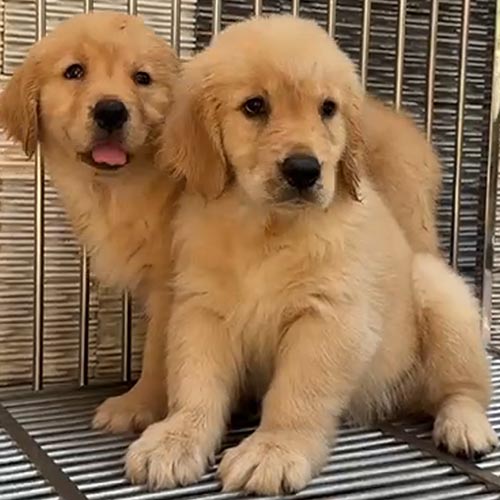 Fenton và Harroth - Ảnh 4