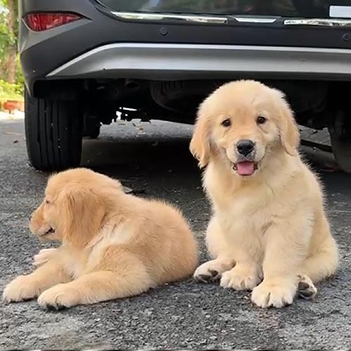 Fenton và Harroth - Ảnh 5