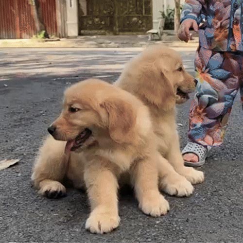 Fenton và Harroth - Ảnh 6