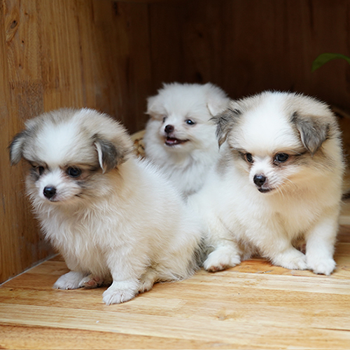 Ba chó Phốc Sóc lai nhỏ nhắn, lông xù trắng nâu đáng yêu