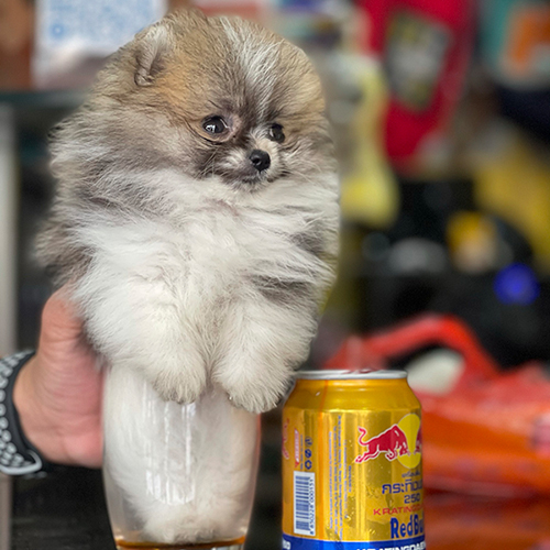 Chó Phốc Sóc Teacup nhỏ nhắn nằm gọn trong ly, kích thước chỉ nhỉnh hơn lon nước ngọt – giá cao do ngoại hình cực hiếm