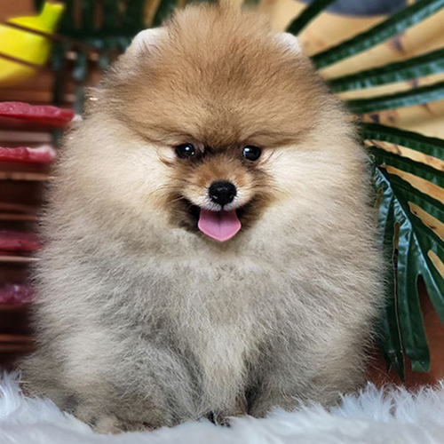 Chó Phốc Sóc màu vàng với bộ lông xù bông – giống Pomeranian nhỏ nhắn, thông minh và cá tính