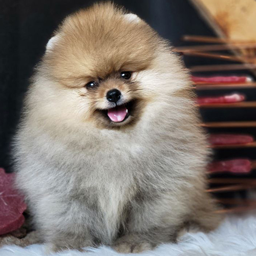 Chó Phốc Sóc Pomeranian thuần chủng – ngoại hình nhỏ gọn 1,3–3,2kg, lông kép dày xù, đuôi cong xù ôm lưng, dáng đi nhanh nhẹn.