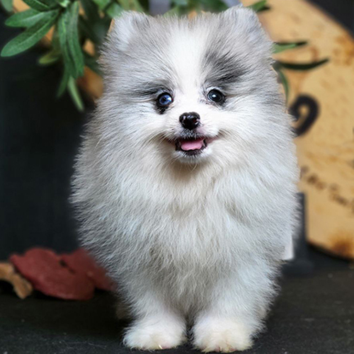 Chó Phốc Sóc màu blue merle hiếm – giá cao gấp nhiều lần so với màu phổ biến như trắng, cam, vàng
