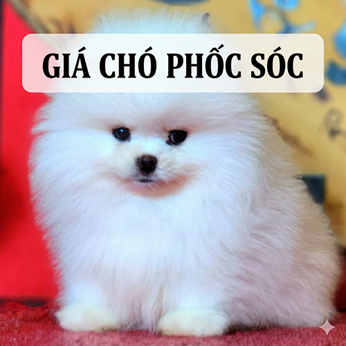Giá chó Phốc Sóc 2025 – bảng giá mới nhất và kinh nghiệm mua bán