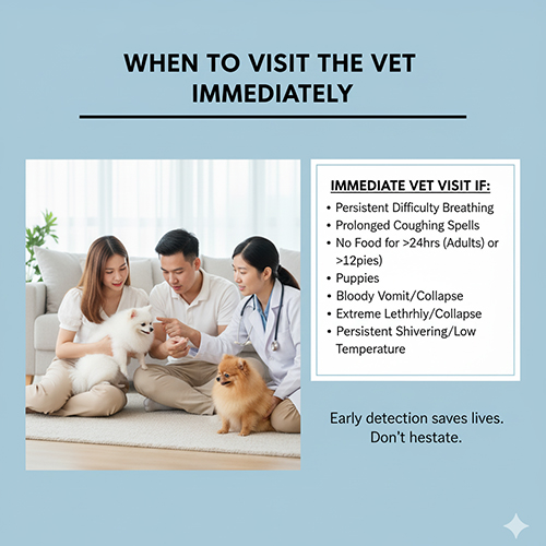 Infographic hướng dẫn khi nào cần đưa chó Phốc Sóc teacup đi thú y ngay; bác sĩ thú y kiểm tra hai bé Pom trước mặt gia đình; liệt kê thở khó, ho kéo dài, bỏ ăn >24h (>12h với chó con), nôn/tiêu chảy có máu, lờ đờ, tụt nhiệt