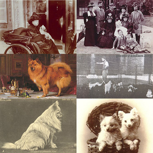 Ảnh tư liệu Nữ hoàng Victoria với chó Pomeranian Marco từ Ý – khởi đầu xu hướng Pom cỡ nhỏ trong Hoàng gia Anh