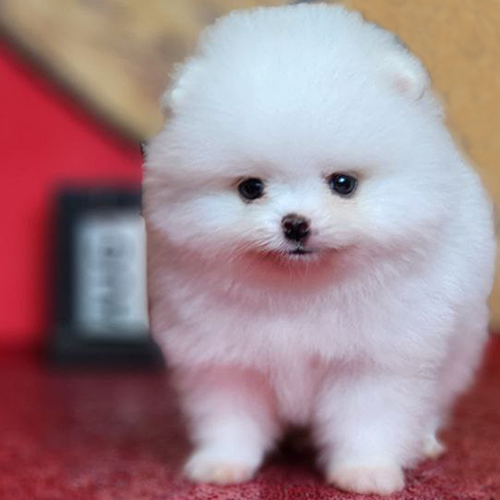 Chó Phốc Sóc Pomeranian nhỏ bé với bộ lông trắng bông xù – minh họa lý do cần tiêm phòng và tẩy giun định kỳ để bảo vệ sức khỏe.