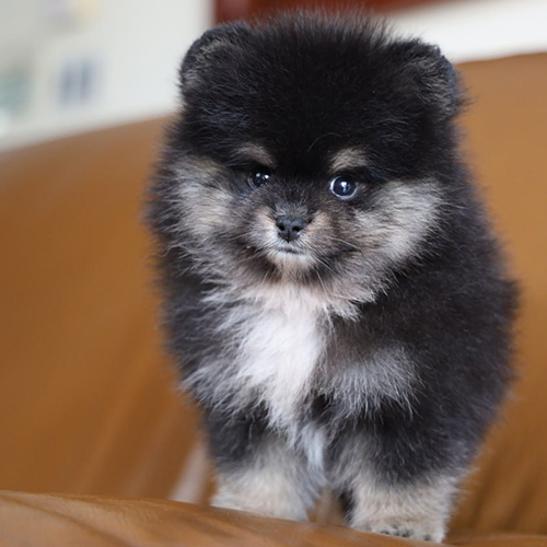 Ảnh thật chó Phốc Sóc màu hiếm Black & Tan tại Chạm Pets – Pom độc lạ với ngoại hình và màu sắc chính xác