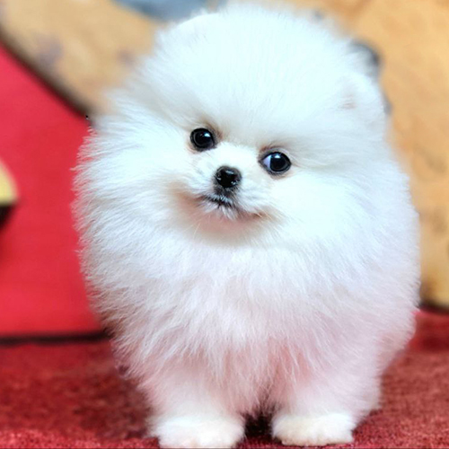 Chó Phốc Sóc trắng nhỏ nhắn với bộ lông bông xù, ảnh chụp thật tại Chạm Pets.