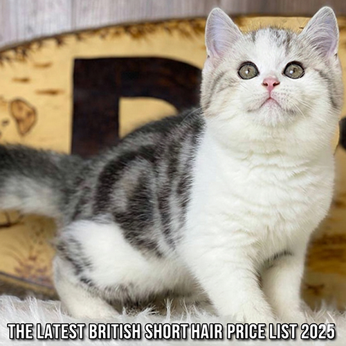 Mèo Anh lông ngắn (British Shorthair) silver tabby dễ thương – ảnh đại diện bài “Bảng giá mèo Anh lông ngắn 2025 tại Việt Nam” của Chạm Pets