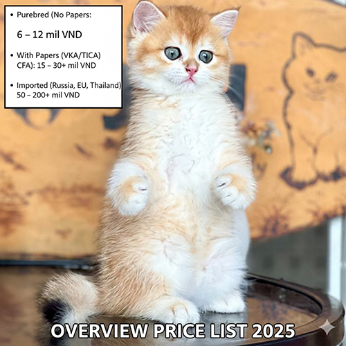 Bảng giá tổng quan 2025 mèo Anh lông ngắn (British Shorthair) golden shaded đứng bằng hai chân, khung tóm tắt mức giá