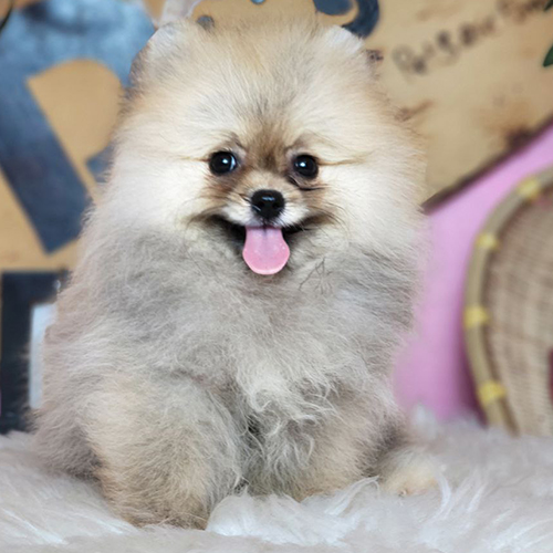 Chó Phốc Sóc (Pomeranian) vàng thuần chủng đáng yêu – minh họa những bẫy thường gặp khi chọn mua Pom.
