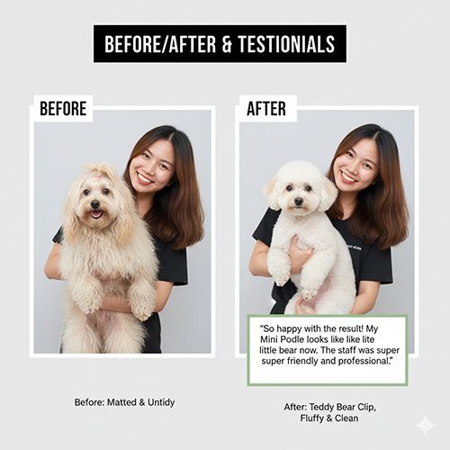 Before/After grooming Poodle – hình ảnh so sánh kết quả cắt tỉa và cảm nhận khách hàng