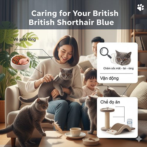 Cách chăm sóc mèo Anh lông ngắn xám xanh (British Shorthair Blue) từ chế độ ăn, vệ sinh lông đến vận động và chăm sóc sức khỏe.