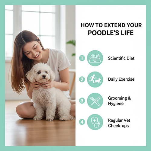 Cách kéo dài tuổi thọ chó Poodle với chế độ ăn, vận động, vệ sinh và khám thú y