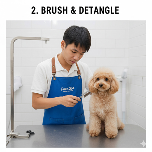 Kỹ thuật viên spa dùng lược chuyên dụng chải và gỡ rối lông chó Poodle trước khi tắm
