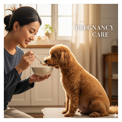 Cô gái cho chó Poodle mang thai ăn bằng thìa, minh họa chế độ chăm sóc trong thai kỳ.