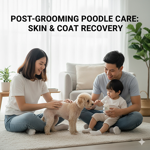 Chó Poodle được gia đình chăm sóc sau khi cạo lông máu – phục hồi da và lông an toàn