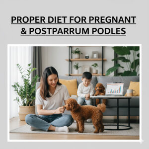 Chế độ ăn cho chó Poodle mang thai và sau sinh đúng cách, giúp mẹ khỏe mạnh và nuôi con tốt