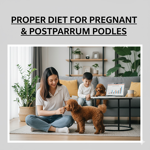 Chế độ ăn cho chó Poodle mang thai và sau sinh đúng cách, giúp mẹ khỏe mạnh và nuôi con tốt