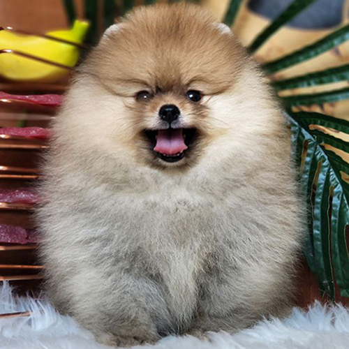 Chó Phốc Sóc (Pomeranian) màu vàng đáng yêu – minh họa checklist giấy tờ và sức khỏe khi chọn mua Pom.