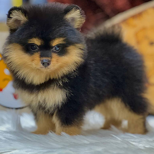 Chó Phốc Sóc black and tan với lông đen nâu, dáng nhỏ đáng yêu