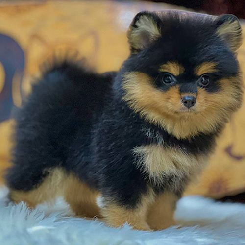 Chó Phốc Sóc con black & tan – Pom con mấy tháng thì tách mẹ được? Thông tin FAQ cho người nuôi